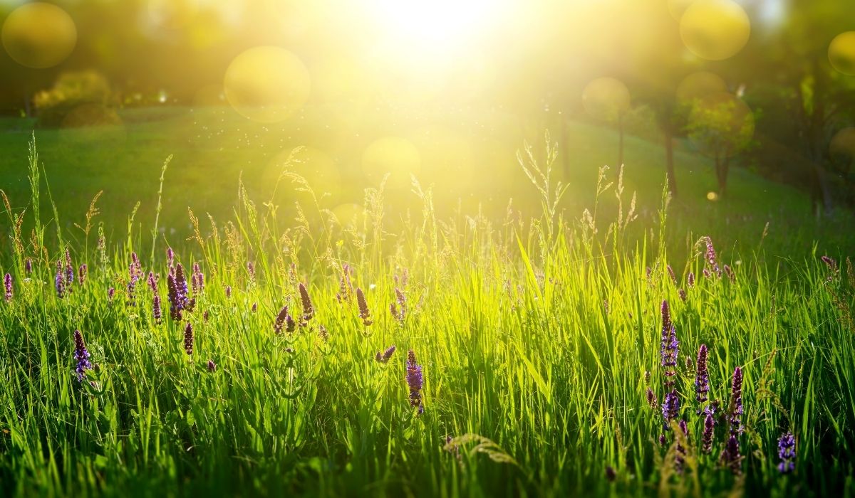 counseling-in-natura