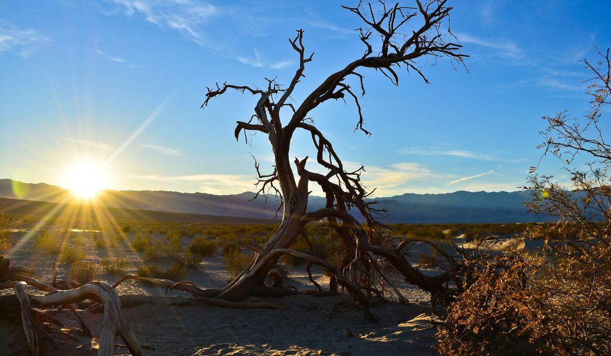 un albero ormai privo di vita a simboleggiare la morte